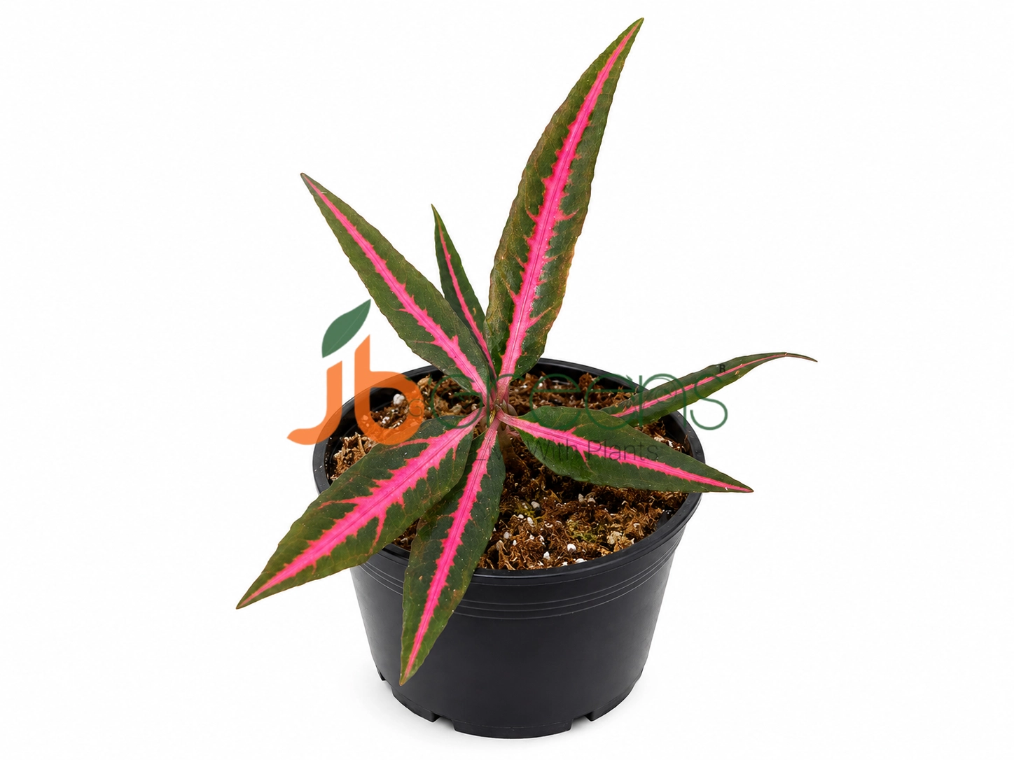 Labisia sp. 'Pink Midway'