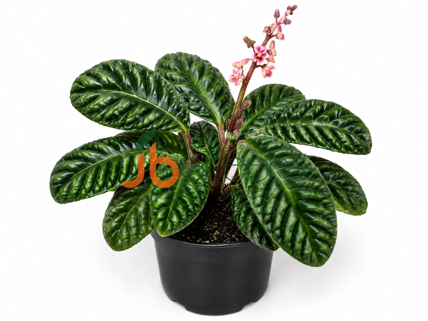 Labisia pumila 'Green'