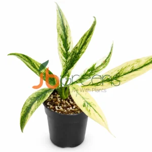 Rhaphidophora Megasperma Verigated