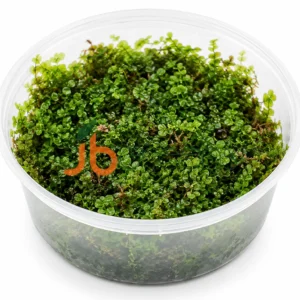 Plagiomnium Sp Butterfly Moss