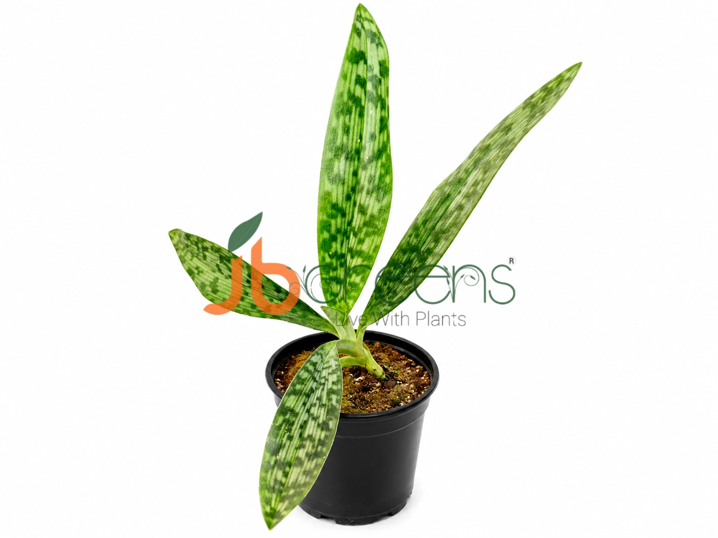 Paphiopedilum Hainanense