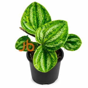 Watermelon Peperomia Auriea Veriegated