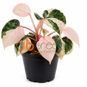 Piper Sylvaticum pink Verigated