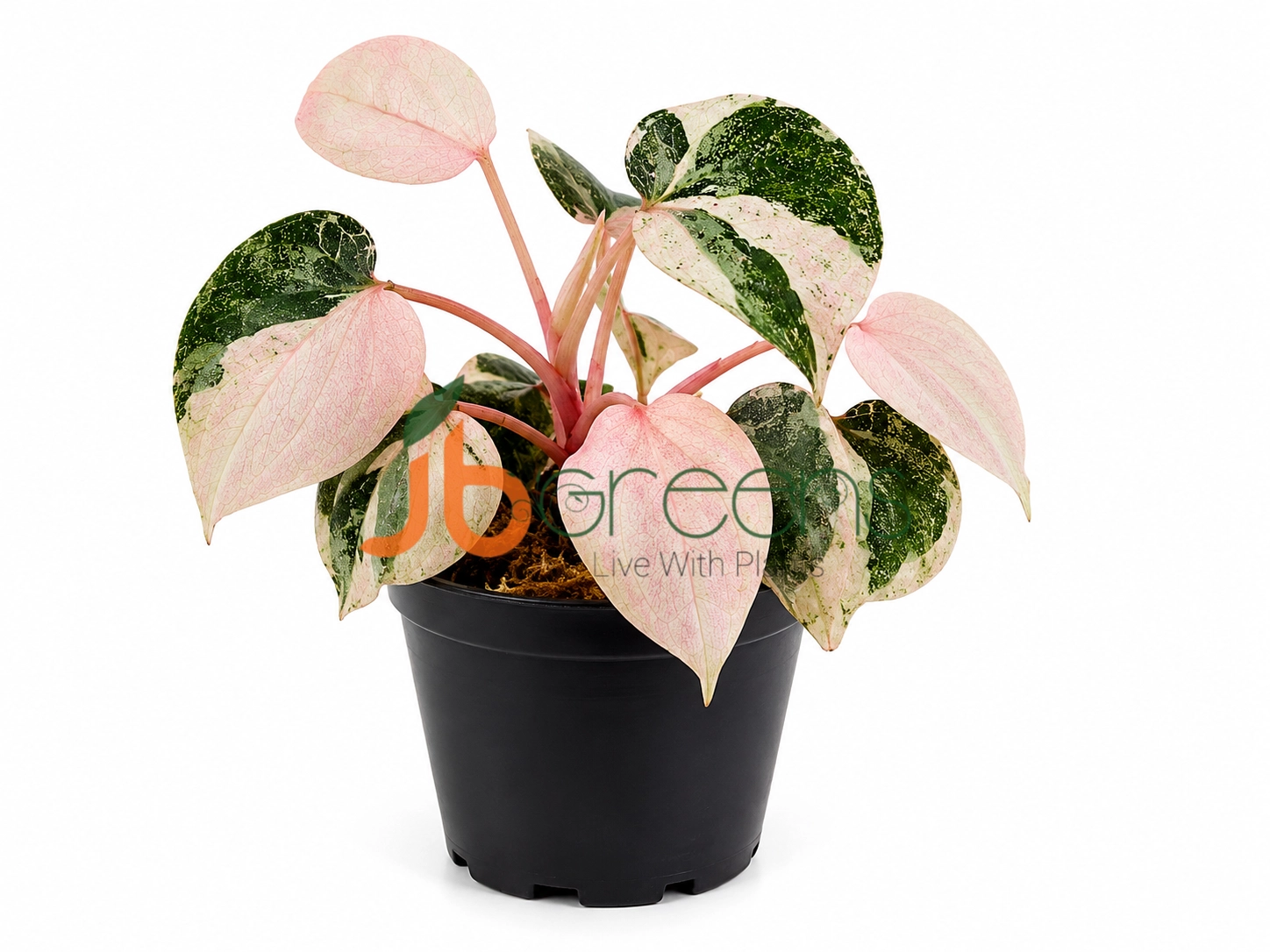 Piper Sylvaticum pink Verigated