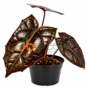 Pterisanthes Batsman