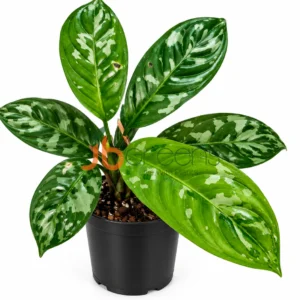 Aglaonema nebulosum