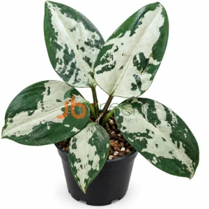 Aglaonema pumilum