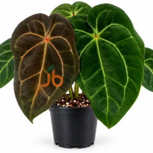 Anthurium BVIT* Docblock