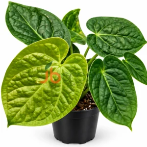 Anthurium Doraiki x Luxurians