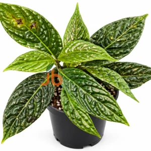Ardisia Odontiphollia