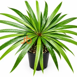 Barringtonia Papuana