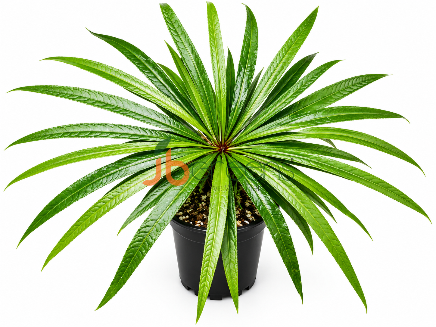 Barringtonia Papuana
