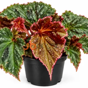 Begonia Ocean Lust