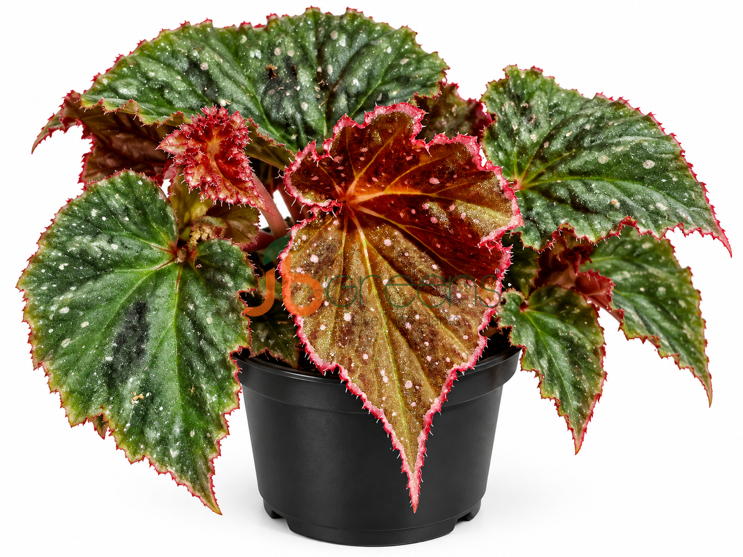 Begonia Ocean Lust