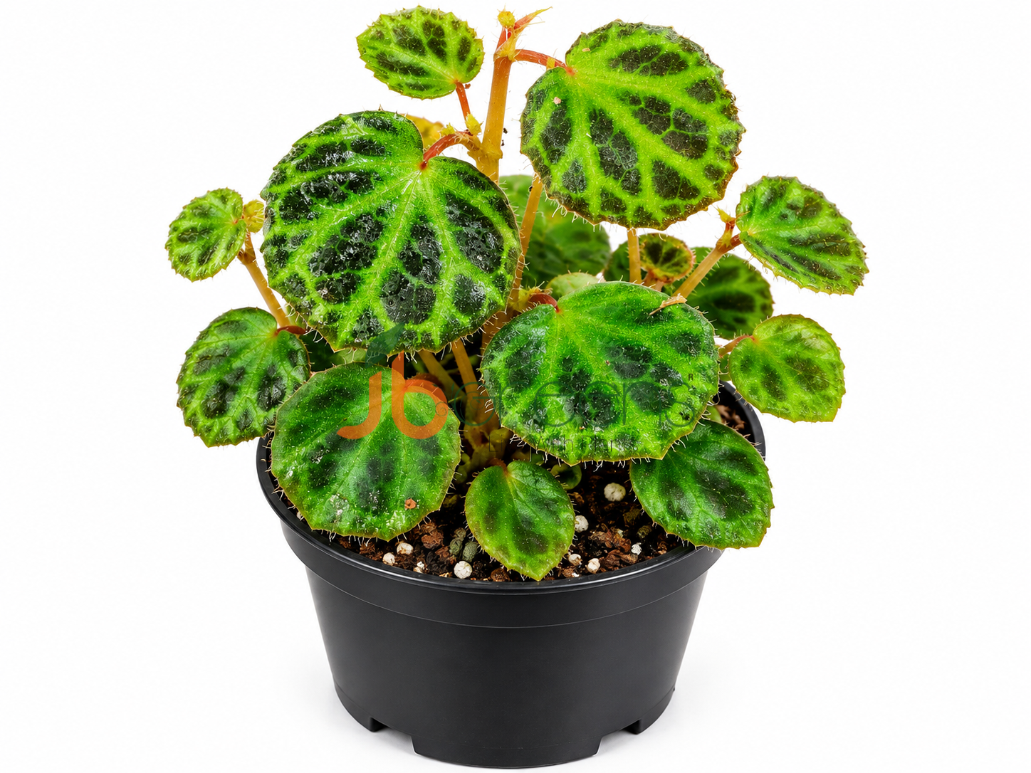 Begonia Olivacea