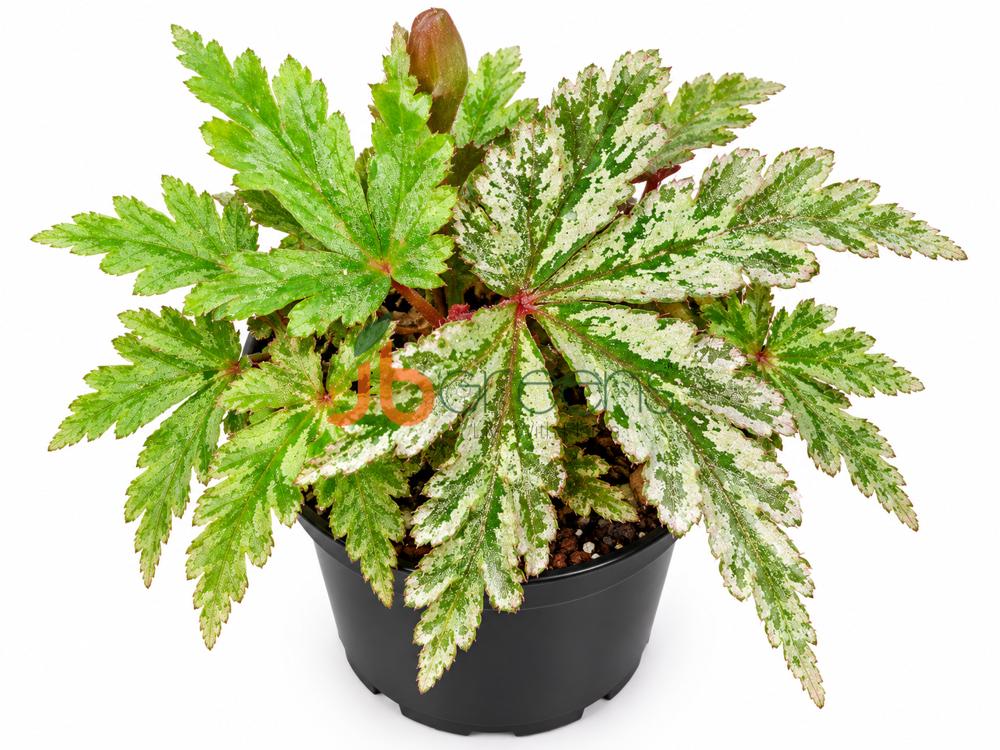 Begonia Polilloensis x Rajah