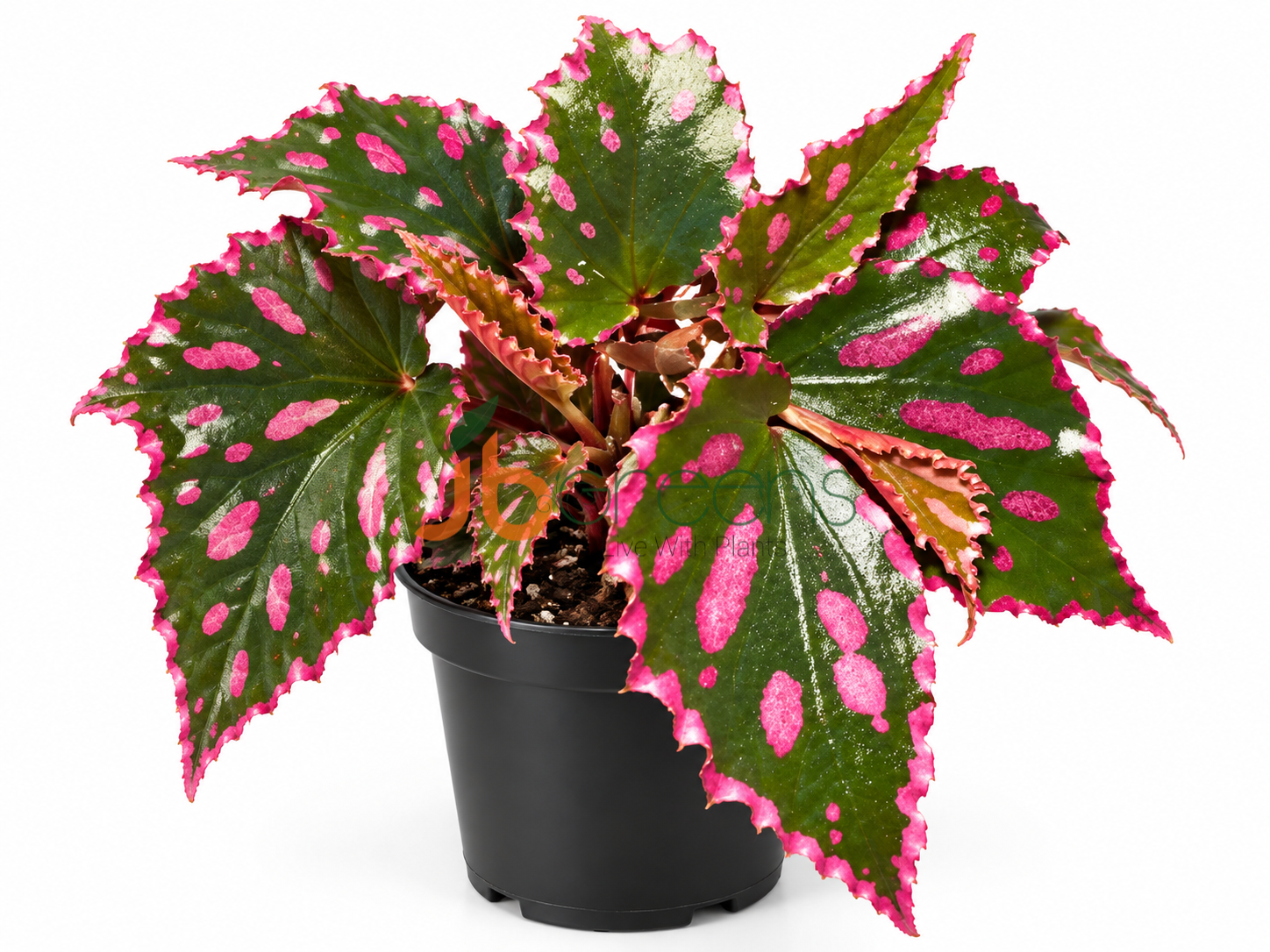 Begonia Sp. Julau