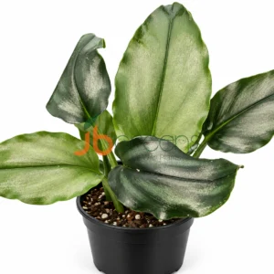 Boesenbergia Sp