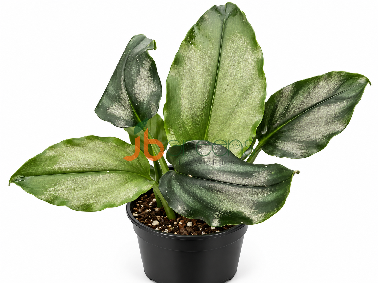 Boesenbergia Sp