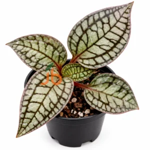 Jewel Cheirostylis montana