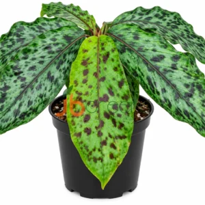 Etlingera brevilabrum