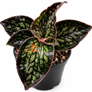 Eurycentrum Sp Papua