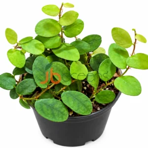 Ficus excavata