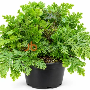 Hymenophyllum Demissum