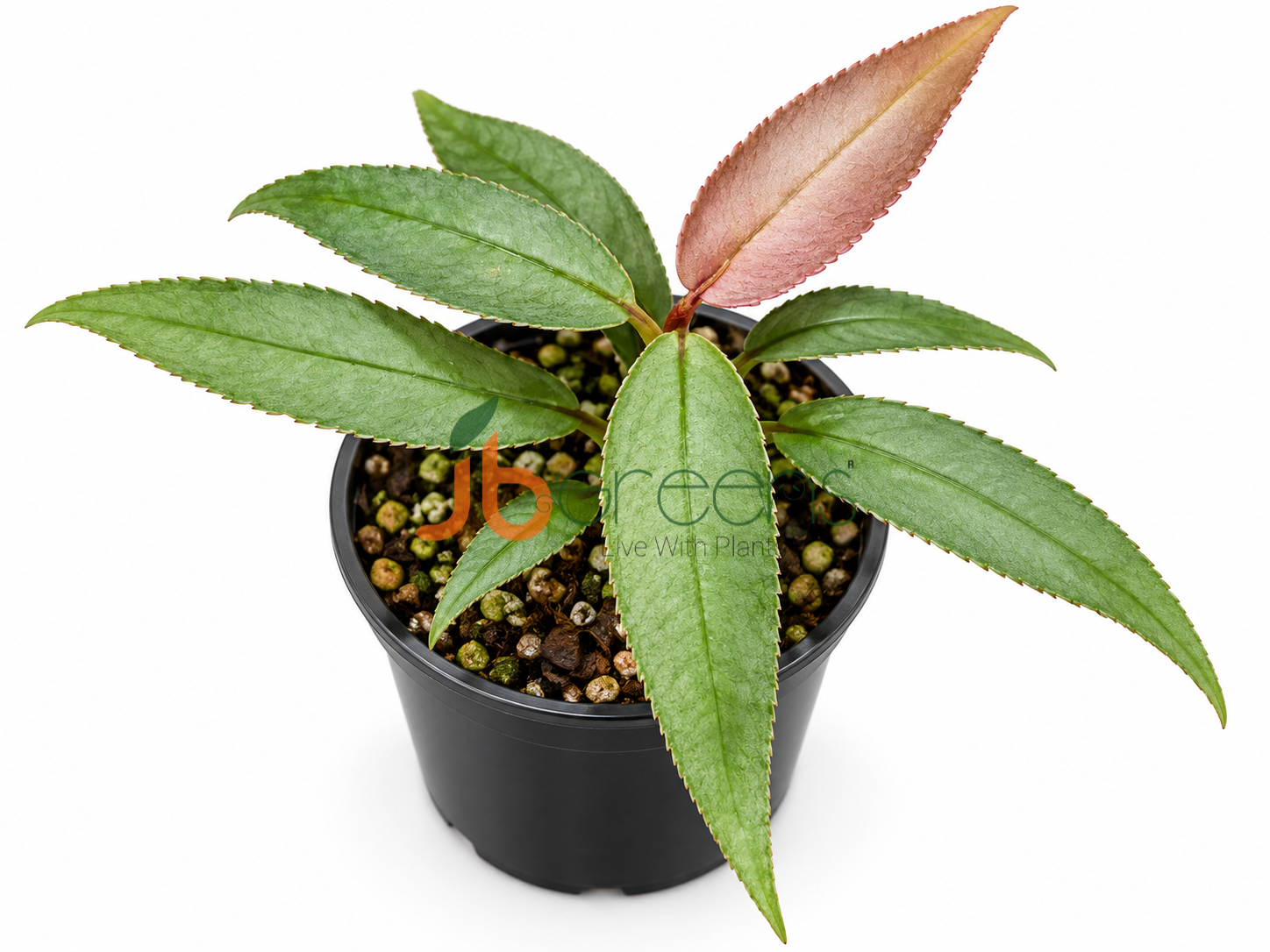 Ardisia Sp Pinky