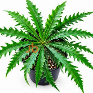 Labisia Star Light