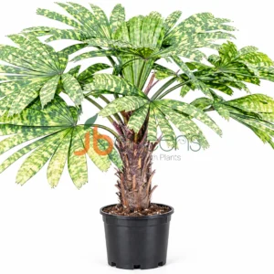 Licuala mattanensis/Mapu