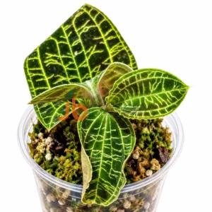 Jewel Orchid macodes Petola