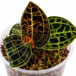 Macodes Sandreyana x Limii
