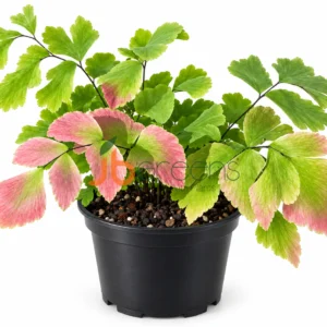 Microphyllum Verigated