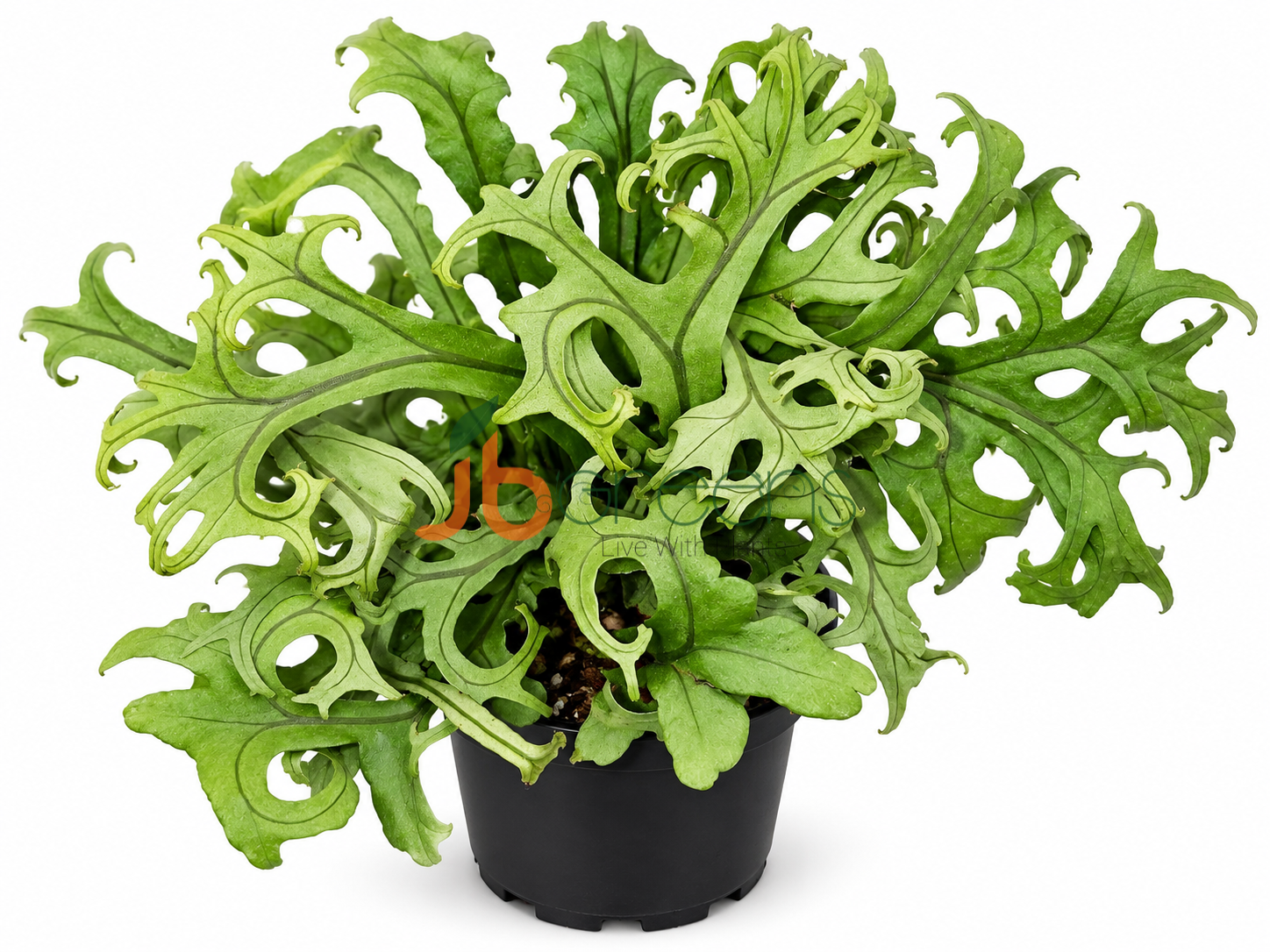 Microsorum 'Firework' fern