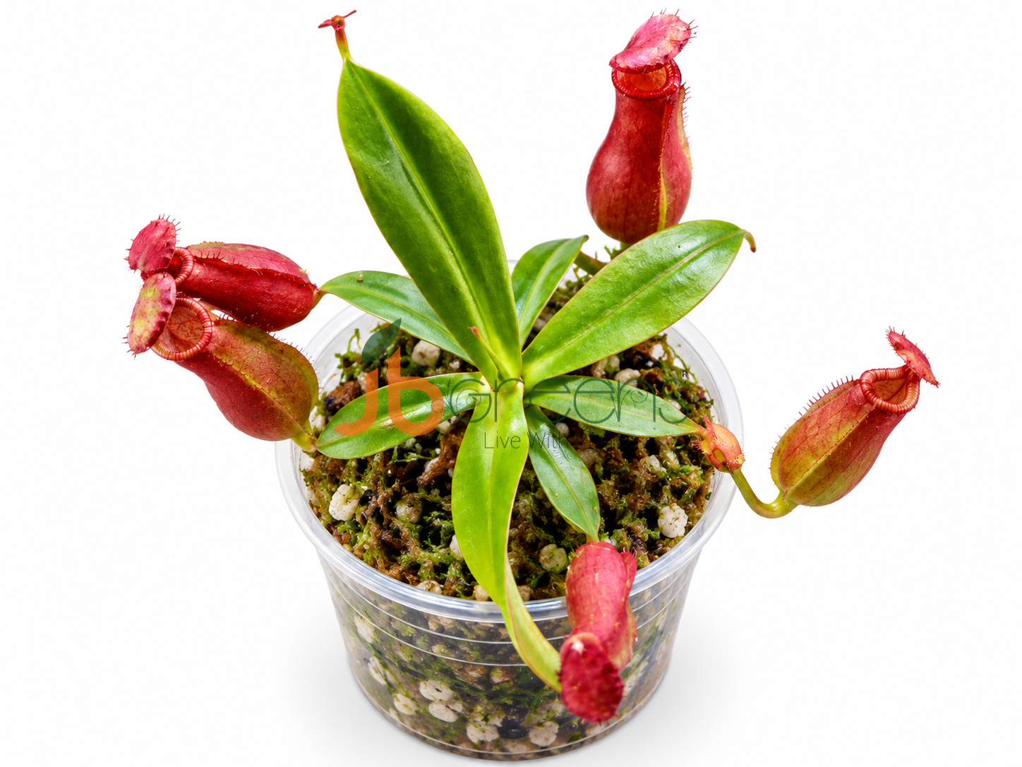 Nepenthes ‘Lady Luck’ (N. ventricosa x N. ampullaria)