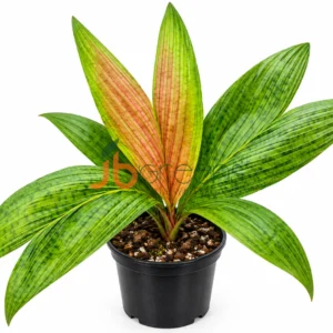 Palm Calyptrocaly*Sp Timikaence