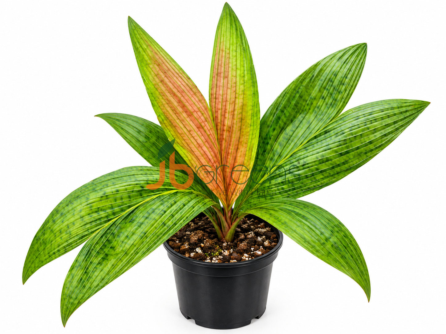 Palm Calyptrocaly*Sp Timikaence