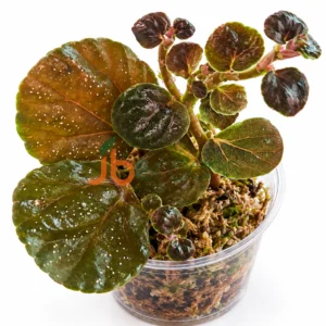 Pellonia Black Diamond