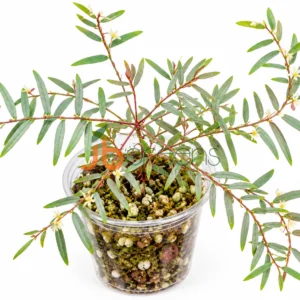 Phyllanthus Niruri Spp.Lathyroides Argentia