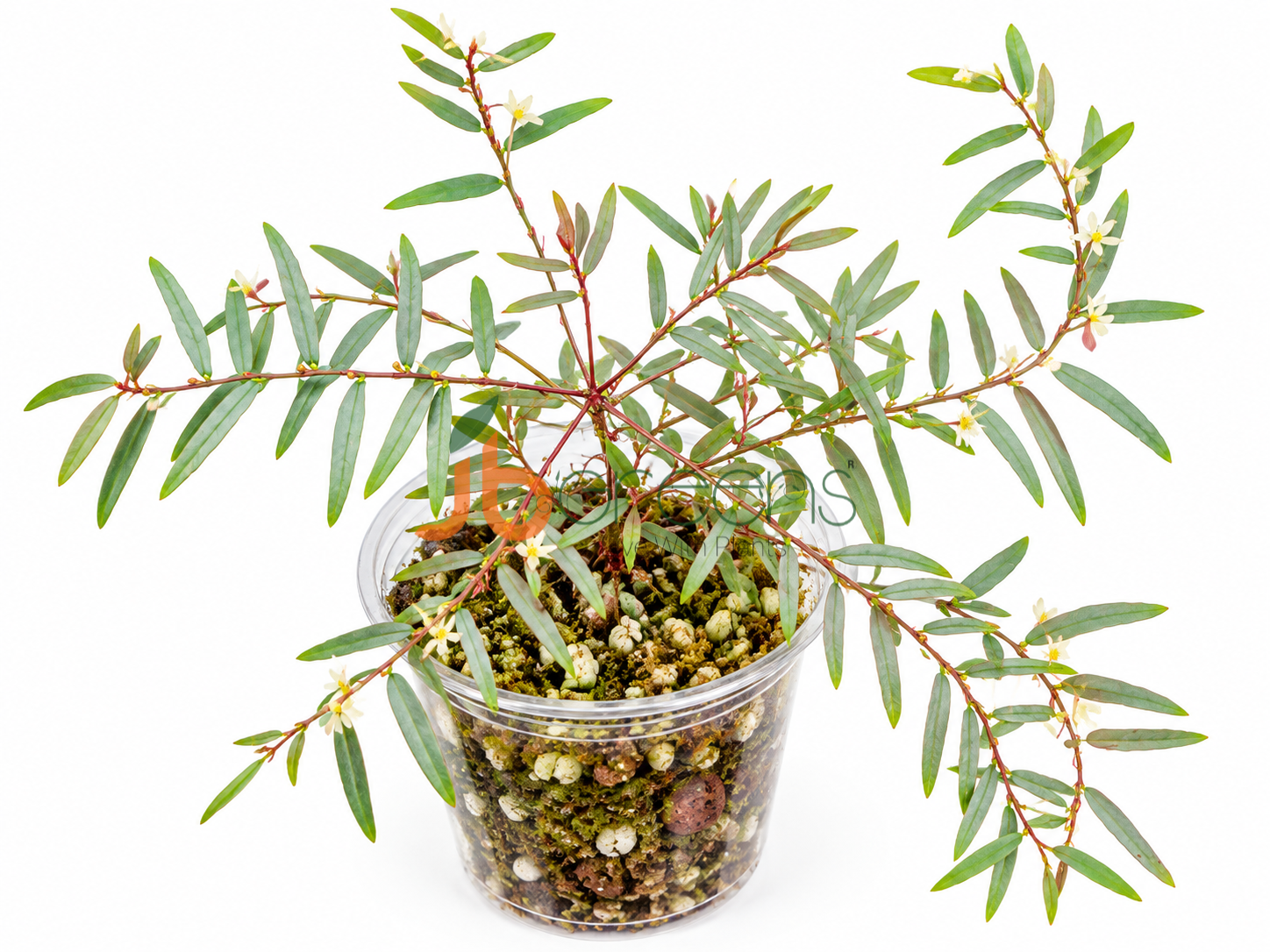 Phyllanthus Niruri Spp.Lathyroides Argentia