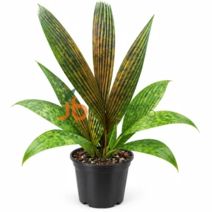 Pinanga densiflora