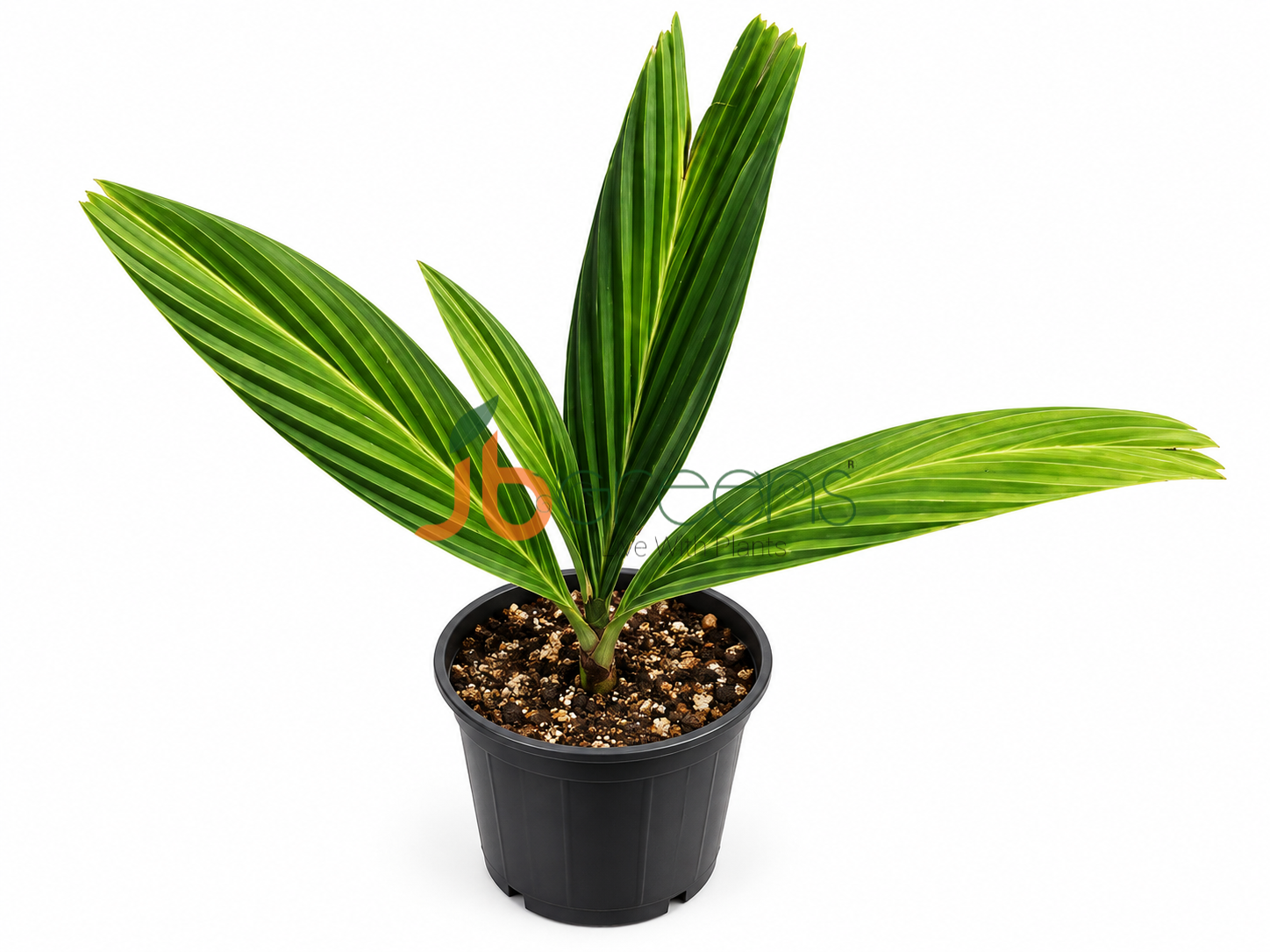 Pinanga sessilifolia