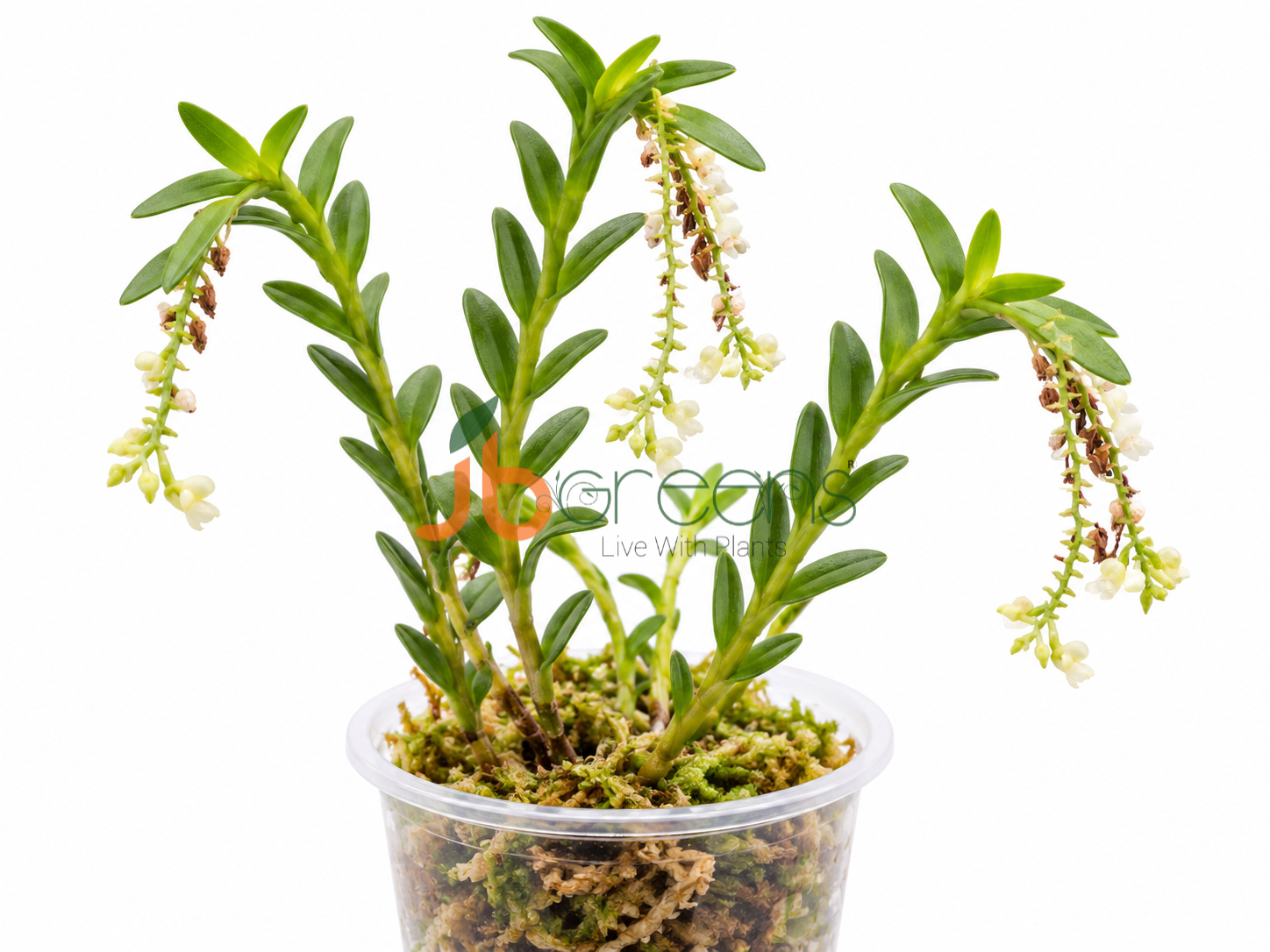 Podochilus Khasianus