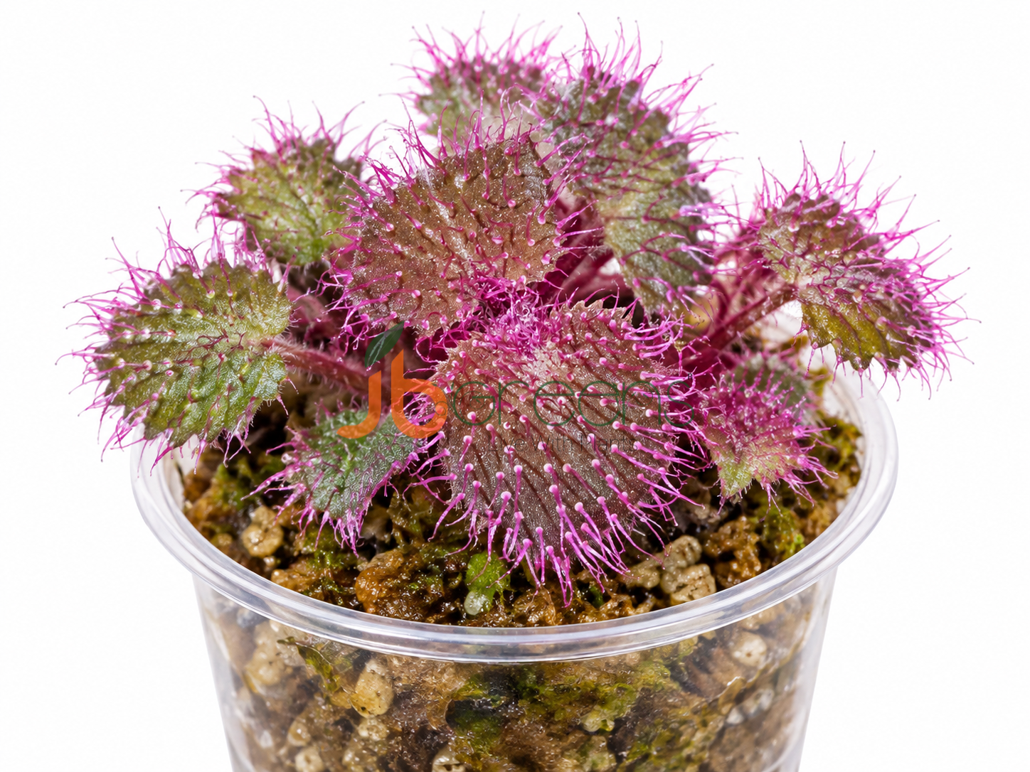 sarcopyramis Sp.Sanggau Pink