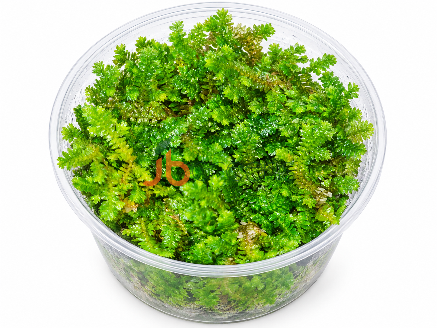Selaginella Kraussiana Aurea(Golden Moss)