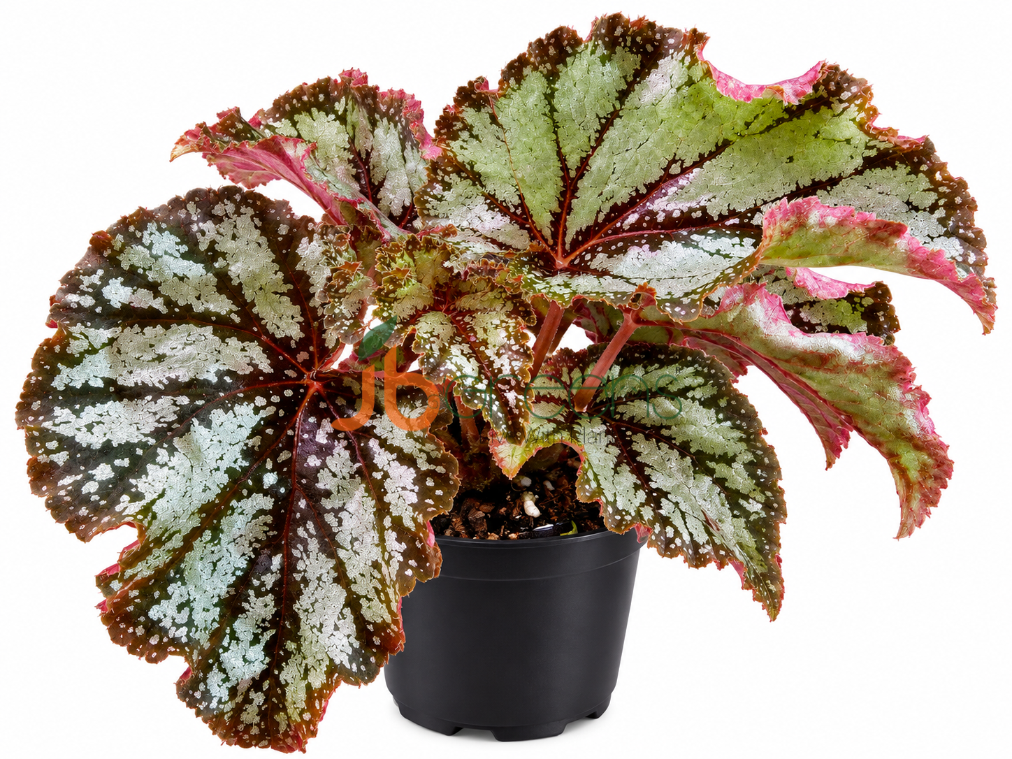Begonia Silver Galaxy