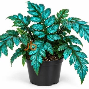Trichomanes Javanicam Fern