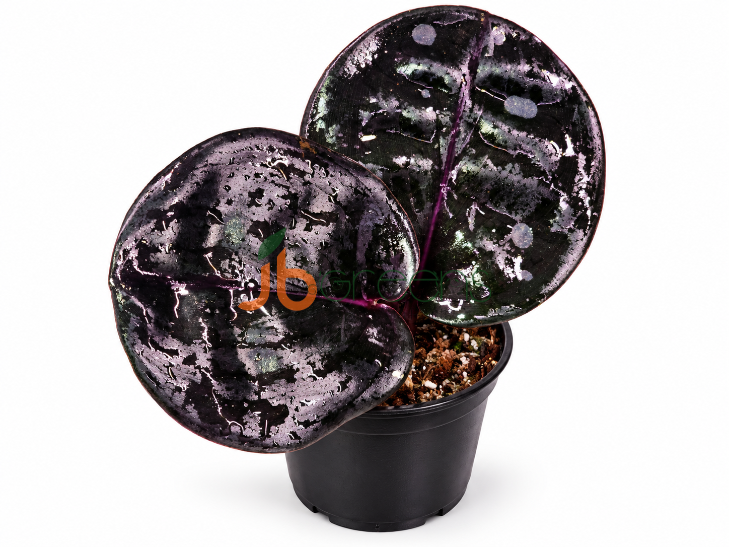 geogenanthus Ciliatus Midnight Pearl