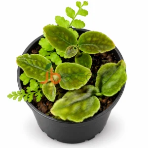Cystorchis veriegata - Diamond Green